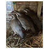 CHUCKAR PARTRIDGE`