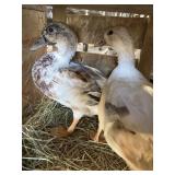 PAIR SNOWY CALL DUCKS