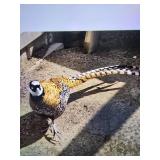 reeve male 2 yrs old