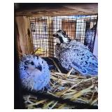 Snowflake Quail Pair