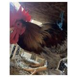 BYM ROOSTER