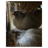 8 MON LAVENDER ORPHINGTON HENS