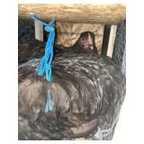 CHOCKLATE ORPHINGTON HENS