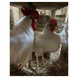 LEGHORN PAIR 8 MONTH OLD