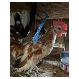 6 MONTH OLD SERAMA PAIR