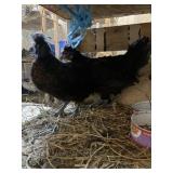 BLACK POLISH CHICKS 6 MON