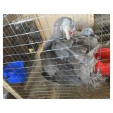 muscovy ducks