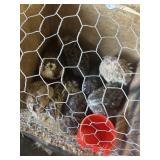 quail