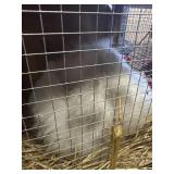 Lionhead Buck
