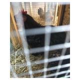 bantam cochin frizzle hen