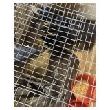fan tail pigeons