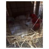 lionhhead bunnies