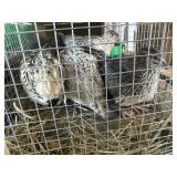jumbo quail