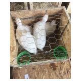 guinea keets