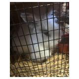 lionhead buck