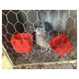 quail