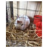 lionhhead bunnies