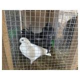 pigeons