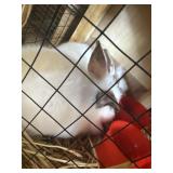 lionhhead bunnies