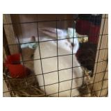 lionhhead bunnies