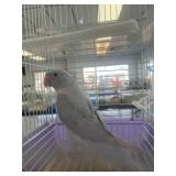 ringneck single factor violet female 5 1/2 month
