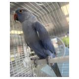 ringneck double factor violet male 51/2 month old