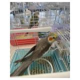 Male Cockatiel 2yr old