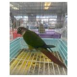 yellow sided green cheek conure 3 yrs