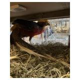 Red Golden Pheasent