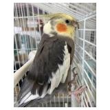 cockatiels proven breeders 3 yr old