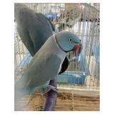 blue turquoise indian ringnecks 3 yrs old proven b