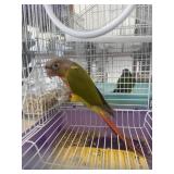 pinnapple green cheek 13 wks old