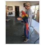 6yr old male scarlet macaw super tame big