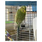 parakeat