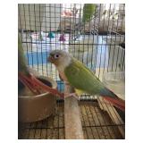 pinnapple green cheek convers proven breeders 4yr