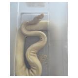 Female Ball Python Albino