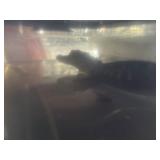 amarican alligator