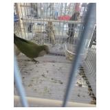 green quacker
