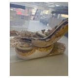 Pied Ball Python Male