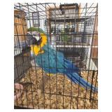 blue gold macall
