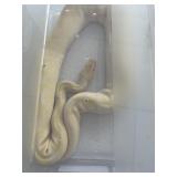 ALbino Ball Python Male