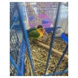 love birds