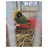 love bird