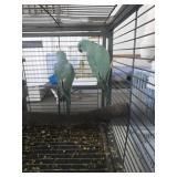 blue indian ring necks