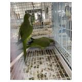 green quakers