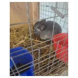 female chinchilla