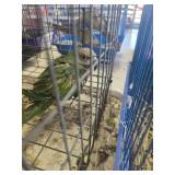 mustache parakeet
