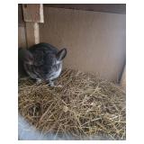female chinchilla