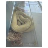 Female Albiono Ball Python