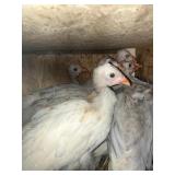Guniea Keets